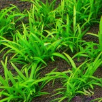 宽叶迷你泽泻兰-缩略图-1