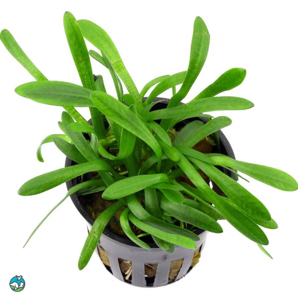 宽叶迷你泽泻兰-2