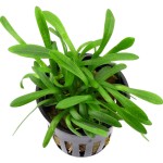 宽叶迷你泽泻兰-缩略图-2