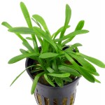 宽叶迷你泽泻兰-缩略图-3