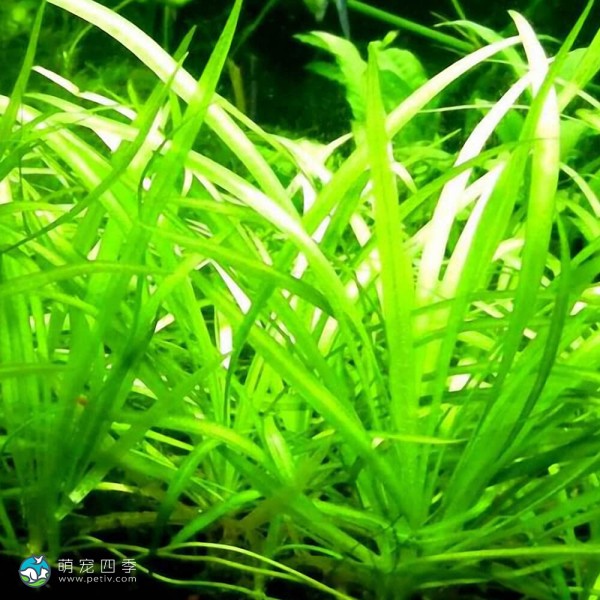 宽叶迷你泽泻兰-4