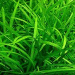 宽叶迷你泽泻兰-缩略图-5