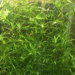 小竹节-缩略图-1