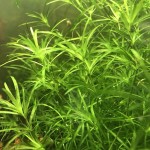 小竹节-缩略图-2