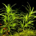 小竹节-缩略图-3