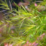 小竹节-缩略图-4