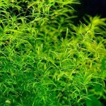 小竹节-缩略图-5