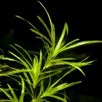 小竹节-缩略图-6