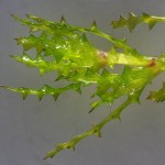 大茨藻-缩略图-1