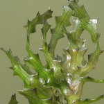 大茨藻-缩略图-2