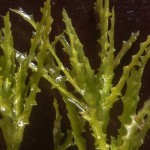 大茨藻-缩略图-3