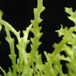 大茨藻-缩略图-4