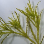 大茨藻-缩略图-5