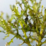 大茨藻-缩略图-6