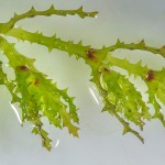 大茨藻-缩略图-7