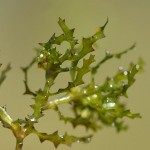 大茨藻-缩略图-8