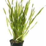 迷你扭兰-缩略图-1