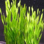 迷你扭兰-缩略图-2