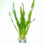 迷你扭兰-缩略图-3