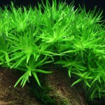 小竹叶-缩略图-1