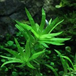 小竹叶-缩略图-2