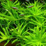 小竹叶-缩略图-3