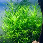 小竹叶-缩略图-4