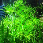 小竹叶-缩略图-5