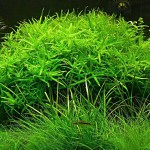 小竹叶-缩略图-6