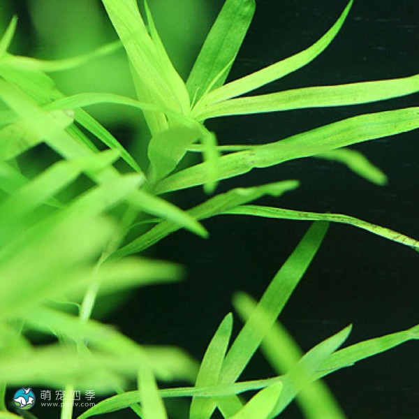 小竹叶-7