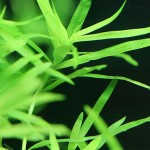 小竹叶-缩略图-7