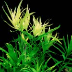 小竹叶-缩略图-8