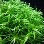 小竹叶-缩略图-9