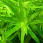 小竹叶-缩略图-10