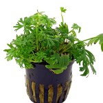 鹿角矮珍珠-缩略图-1