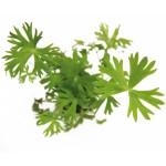 鹿角矮珍珠-缩略图-2