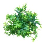 鹿角矮珍珠-缩略图-4