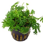 鹿角矮珍珠-缩略图-7