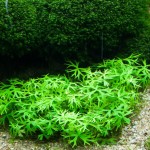 鹿角矮珍珠-缩略图-9