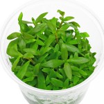 卡匹水苋菜-缩略图-1