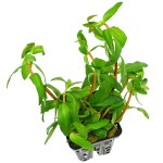 卡匹水苋菜-缩略图-2