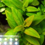 卡匹水苋菜-缩略图-3