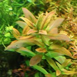 卡匹水苋菜-缩略图-4