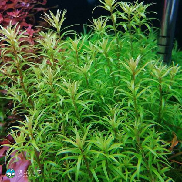 亚拉圭亚小百叶-1