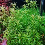 亚拉圭亚小百叶-缩略图-1