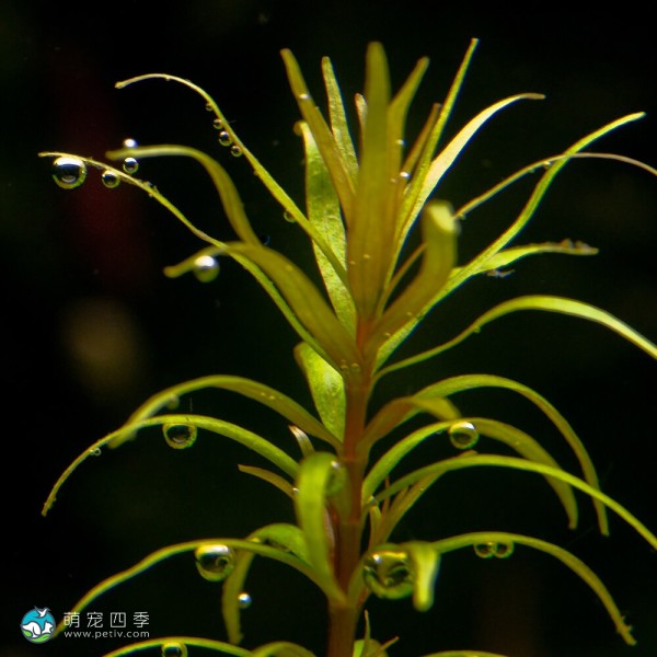 亚拉圭亚小百叶-2