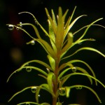 亚拉圭亚小百叶-缩略图-2