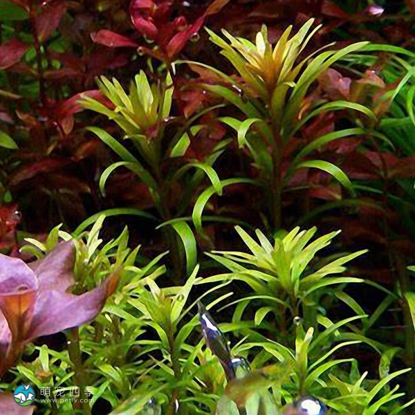 亚拉圭亚小百叶-3