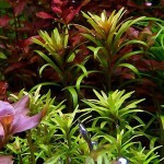 亚拉圭亚小百叶-缩略图-3