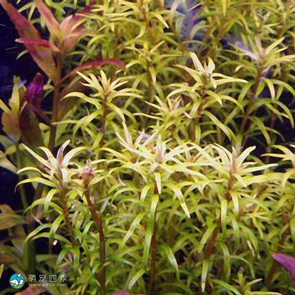 亚拉圭亚小百叶-4